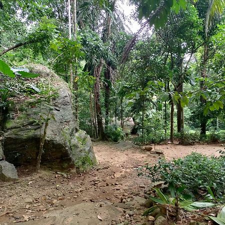 Gallene Gala Nature Resort Kitulgala Luaran gambar