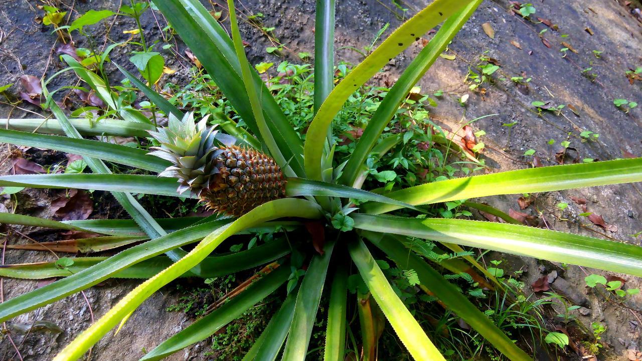 Gallene Gala Nature Resort Kitulgala Luaran gambar