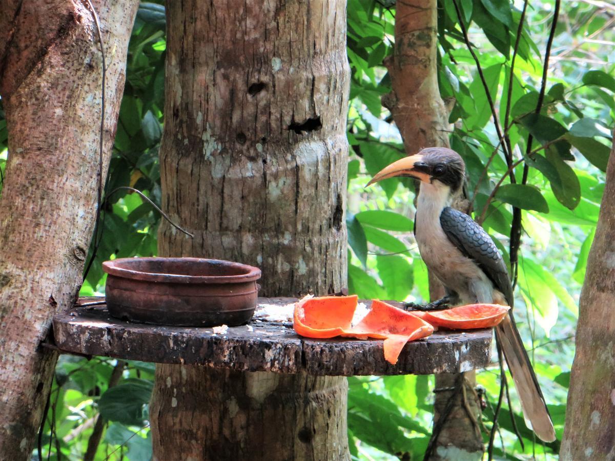 Gallene Gala Nature Resort Kitulgala Luaran gambar