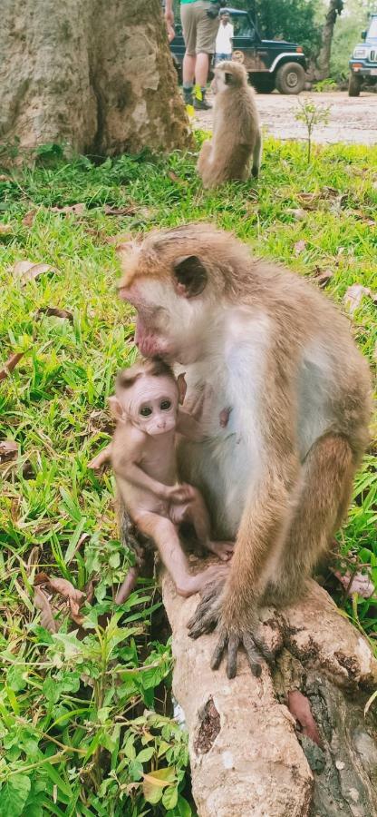 Gallene Gala Nature Resort Kitulgala Luaran gambar